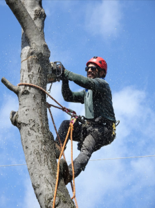 tree care service