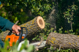 tree removal & cutting