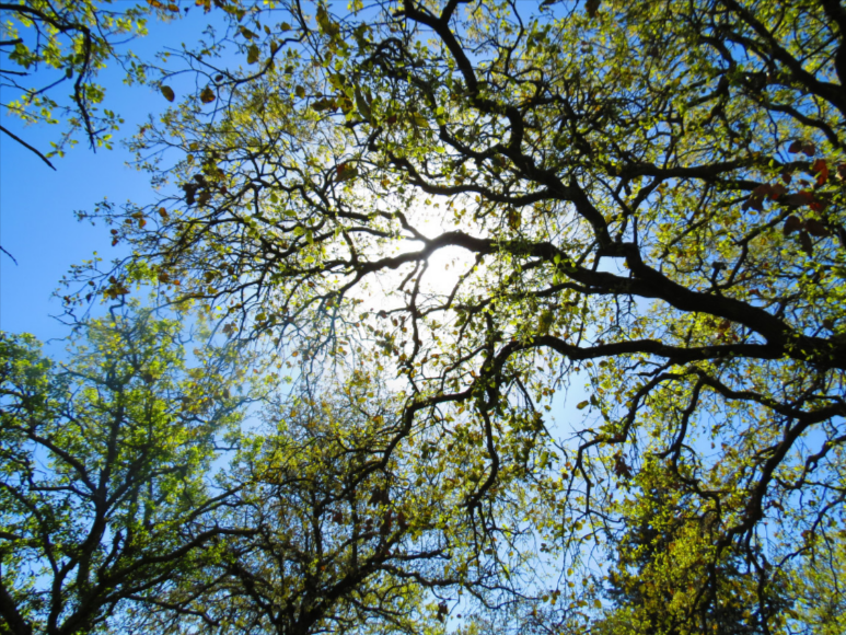 tree care